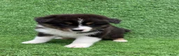 Australian Shepherd dogs for sale: Australian Shepherd Puppies  - Advert 27