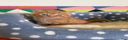 Mixed Breed cats for sale: Beautiful friendly kittens  - Advert 11