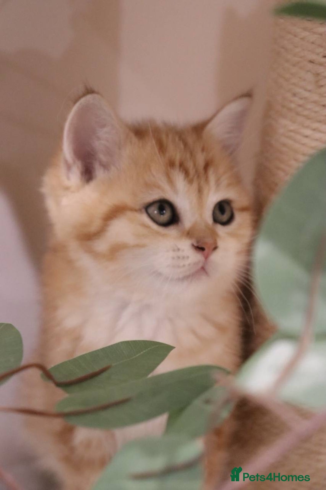 British Shorthair cats for sale: Stunning Champion Bloodlines kittens  - Advert 9