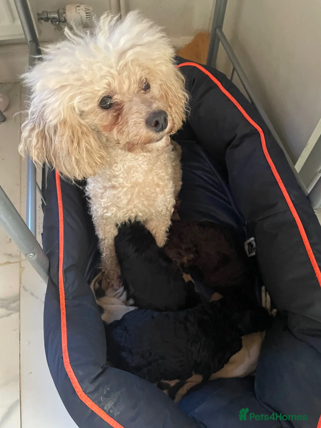 Mixed Breed dogs for sale: Miniature crossed toy puppies for sale - Advert 8