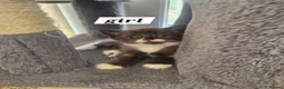 Snowshoe cats for sale: Beautiful snowshoe mixed Norwegian forest  - Advert 30