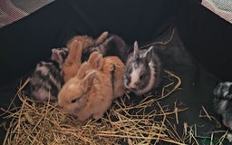 Harlequin rabbits for sale: 7 beautiful Harlequin bunnies looking for a new 🏡 - Image 6