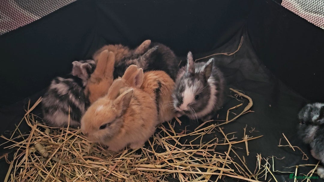 Harlequin rabbits for sale: 7 beautiful Harlequin bunnies looking for a new 🏡 - Image 6