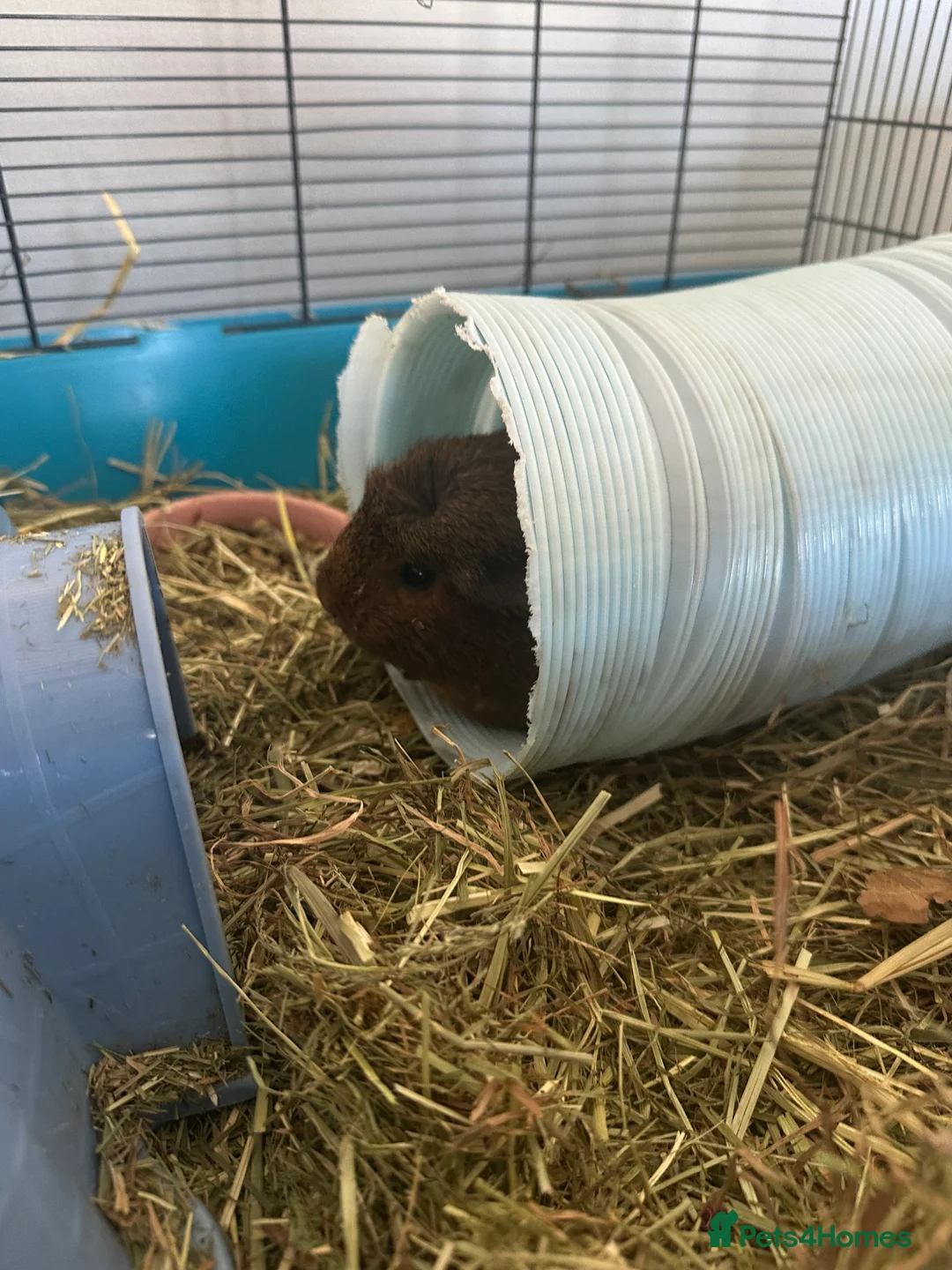 Guinea Pig rodents for sale: 2 Guinea pigs for sale. in Harwich - Advert 4