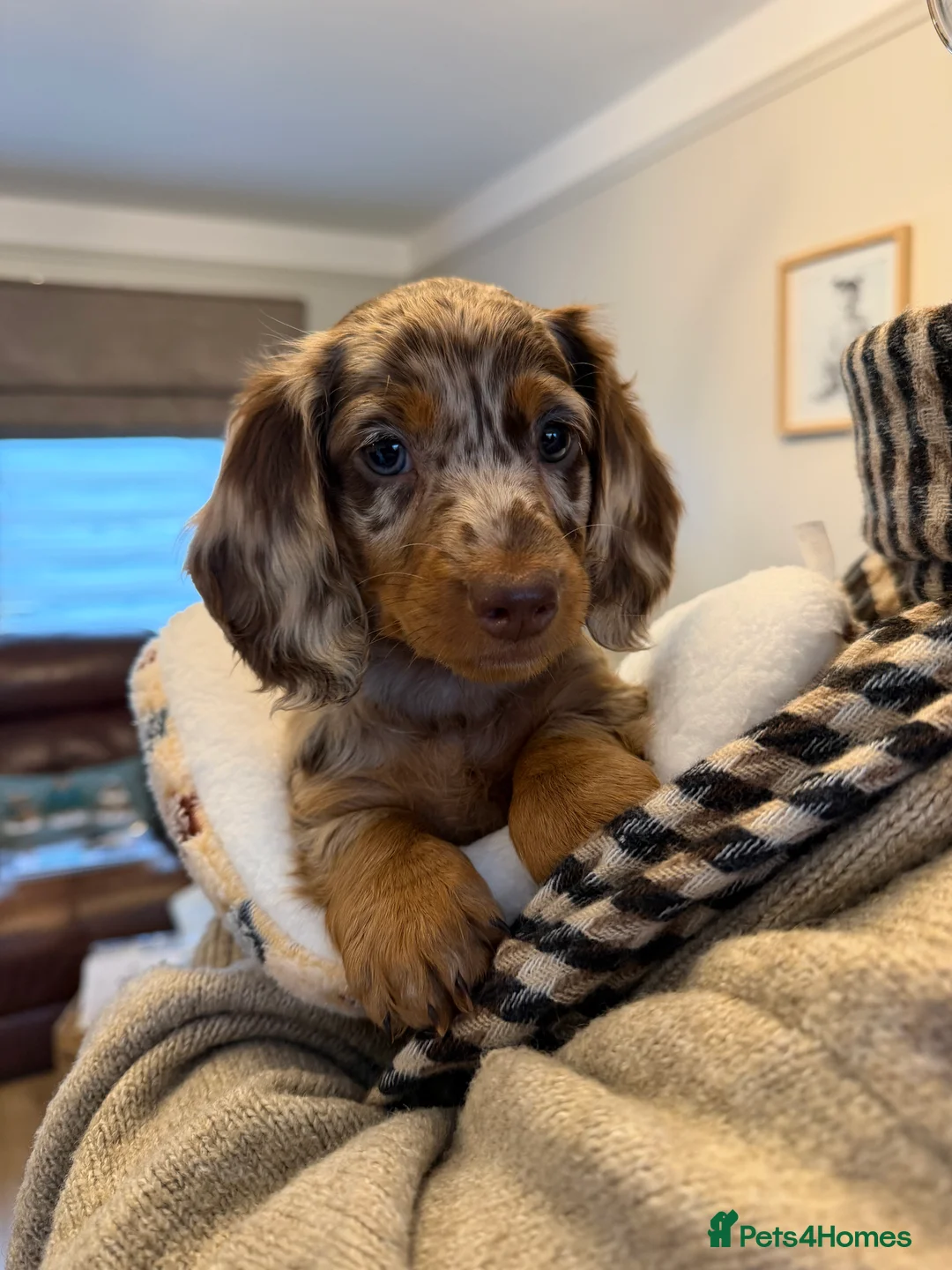 Dachshund dogs for stud: Standard Silver Dapple Long Haired Dachshund Stud in Bishop Auckland - Advert 28