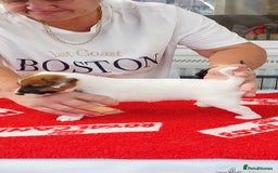 Parson Russell dogs for sale: Parson Russell Terrier Puppies for sale - Image 5