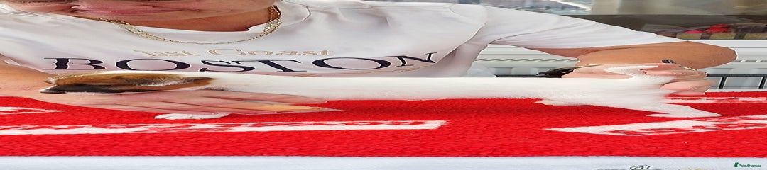 Parson Russell Puppy 3