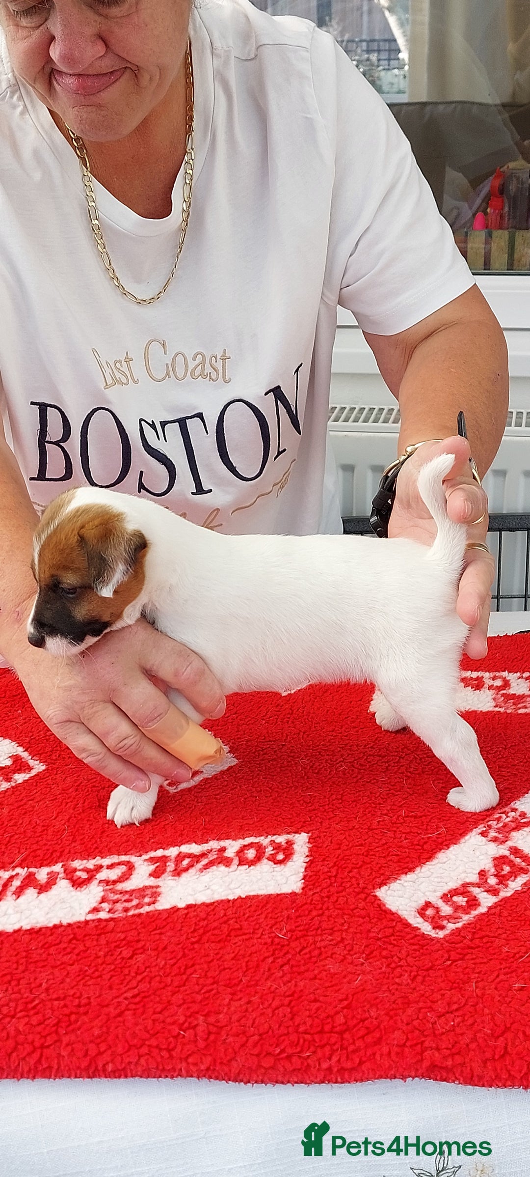 Parson Russell dogs for sale: Parson Russell Terrier Puppies for sale - Image 5