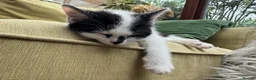 British Shorthair cats for sale: British Shorthair kittens - Advert 12