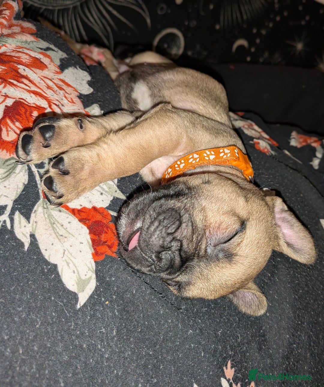 Mixed Breed dogs for sale: Little Boy Northern Ireland  - Advert 20