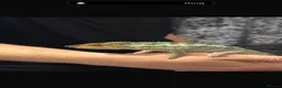 Chameleon reptiles for sale: Male chameleon (aka) Jeff and Viviarum  in Romney Marsh - Advert 1