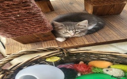 Siberian cats for sale: Siberian kittens - Image 4