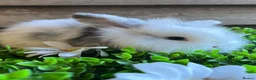 Mini Lion Lop rabbits for sale: Mini lion lops  - Advert 15