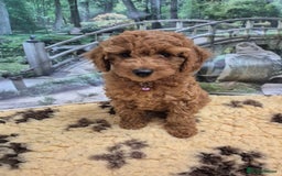 Cavapoo dogs for sale: WAITING LIST NOW OPEN FOR SUMMER 2026.  - Image 31