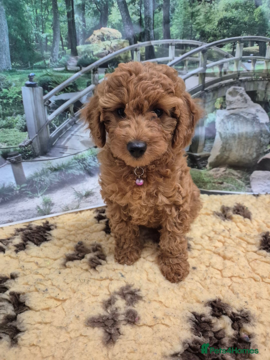 Cavapoo dogs for sale: WAITING LIST NOW OPEN FOR SUMMER 2026.  - Image 31