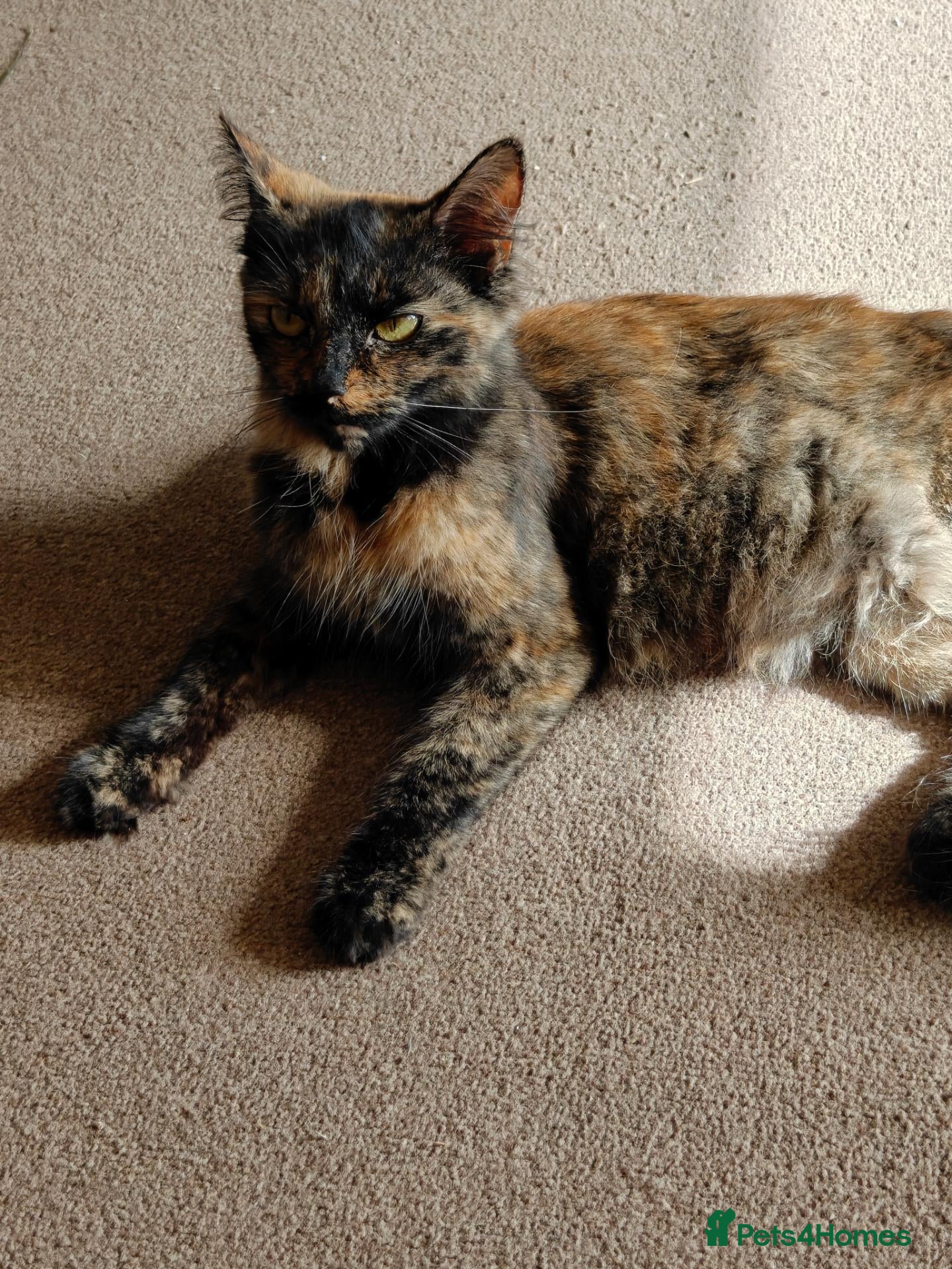 British Longhair cats Baby kittens for sale - Advert 1