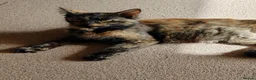 British Longhair cats for sale: Baby kittens for sale in Sheffield - Advert 1