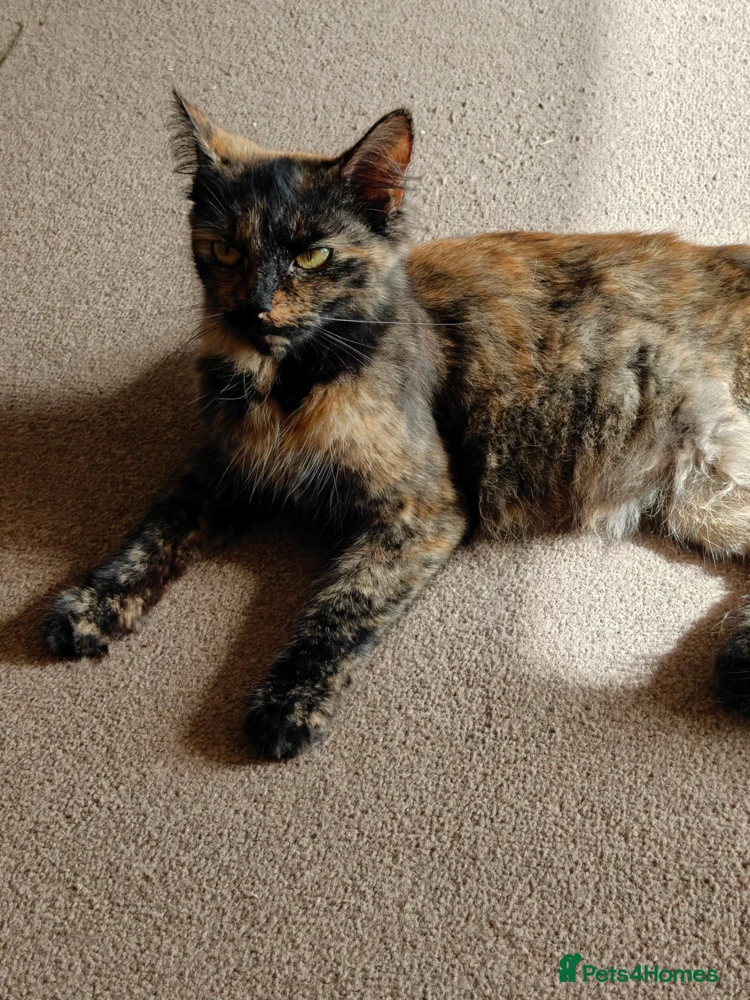 British Longhair cats for sale: Baby kittens for sale in Sheffield - Advert 1
