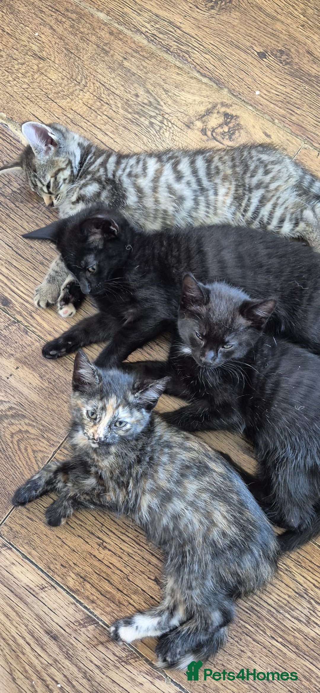 British Shorthair cats for sale: Well socialised kittens  - Image 2