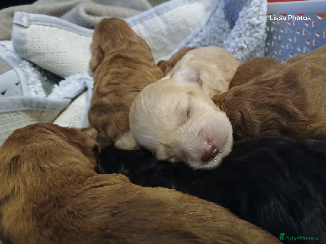 Cockapoo dogs for sale: Cockapoo puppies Ready 14th Feb - Advert 6