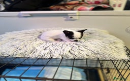 Chihuahua dogs for sale: Chihuahua  - Image 12