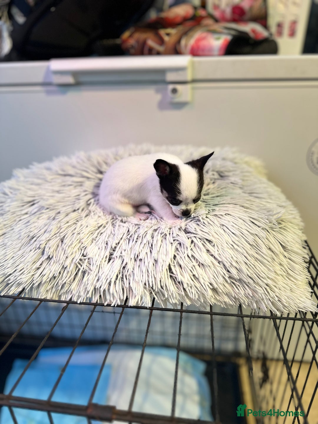 Chihuahua dogs for sale: Chihuahua  - Image 12
