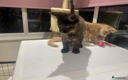 Maine Coon cats for sale: Xl mainecoon kittens  - Image 9