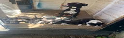 Lurcher dogs for sale: Lurcher puppies - Advert 2