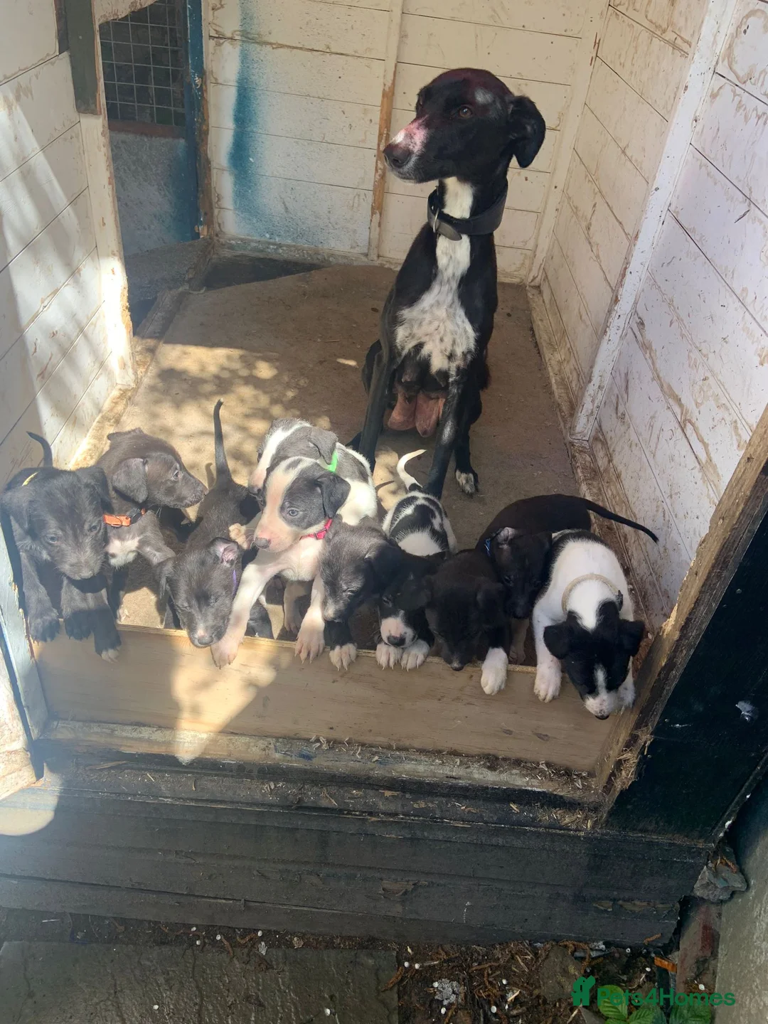Lurcher dogs for sale: Lurcher puppies - Advert 2