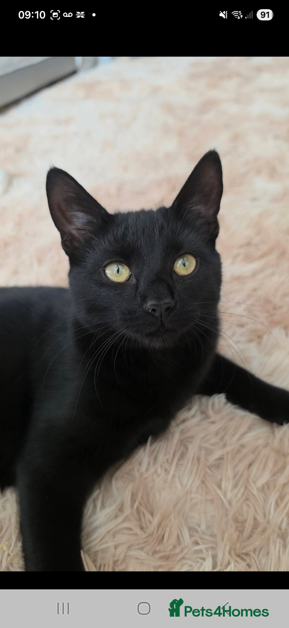 Mixed Breed cats Binxie - Advert 3