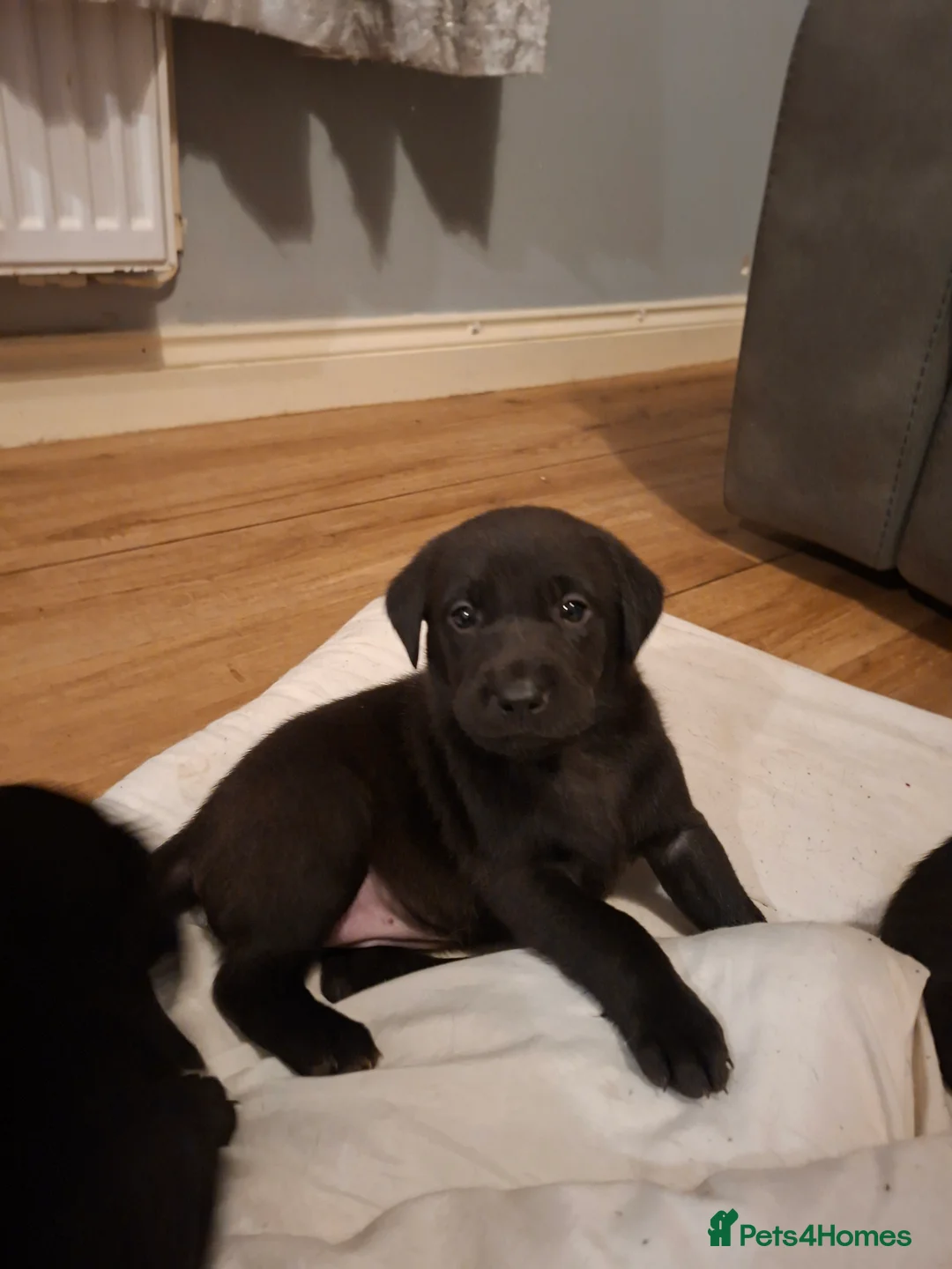 Labrador Retriever dogs for sale: KC reg black labrador  - Advert 12
