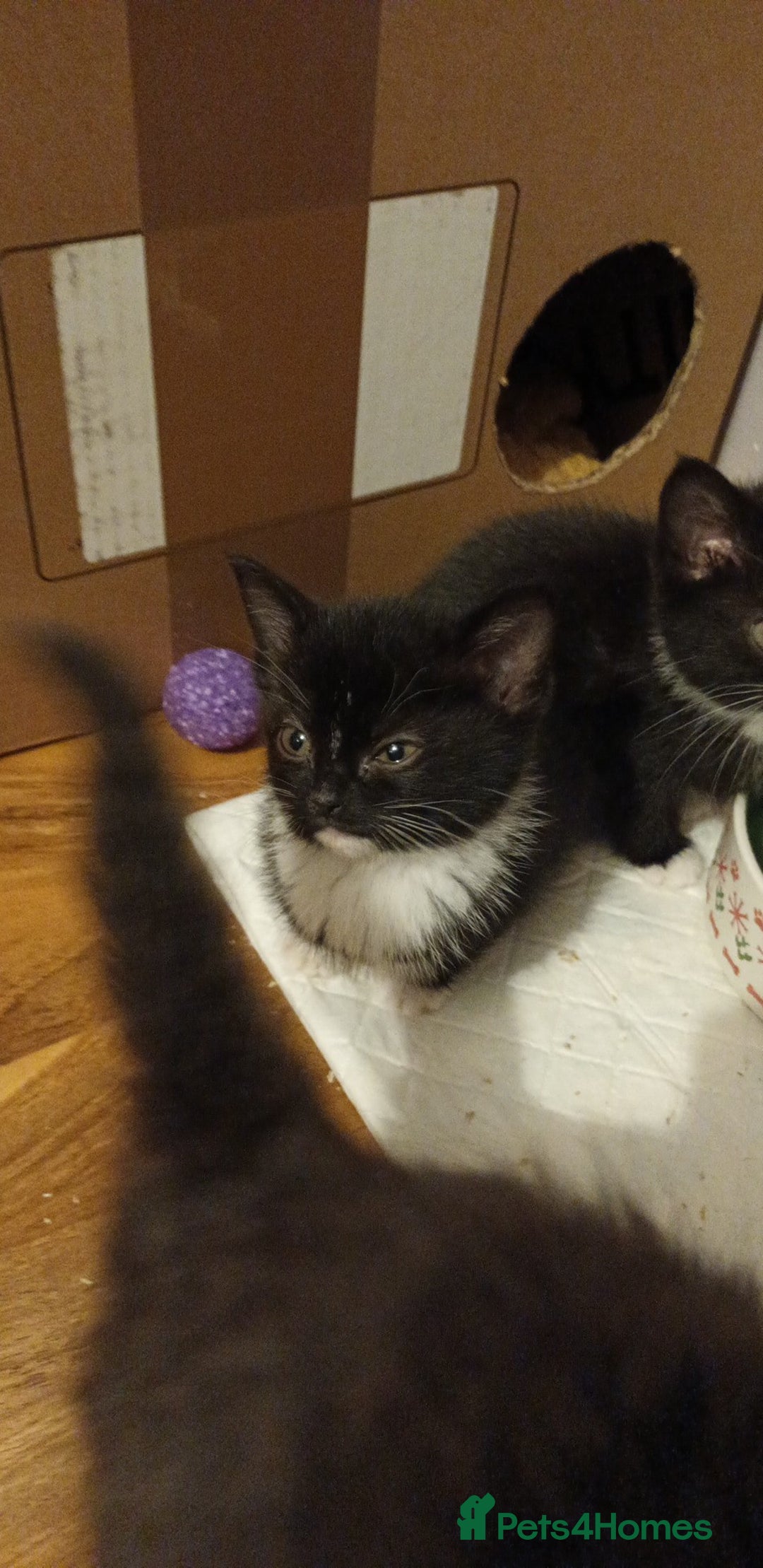 Domestic Shorthair cats for sale: 4 gorgeous kittens for sale ❤️ - Advert 4