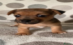 Jack Russell dogs for sale: Exceptional litter of miniature Jack RussellS - Image 7