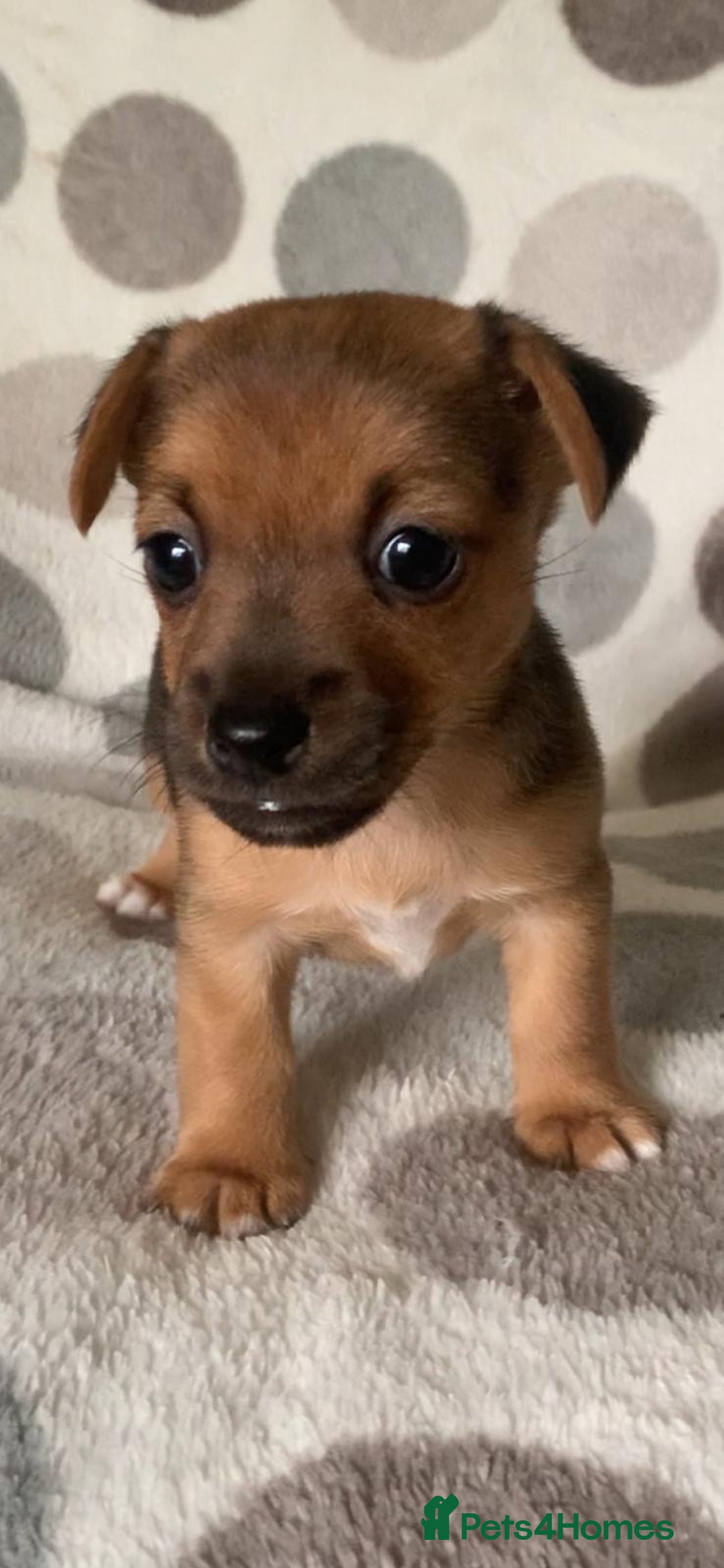 Jack Russell dogs for sale: Exceptional litter of miniature Jack RussellS - Image 7
