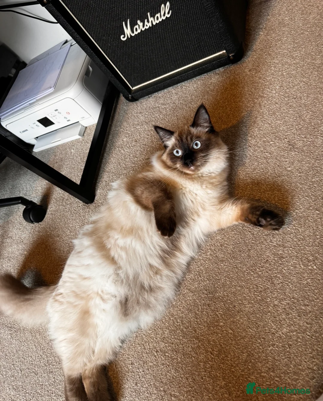 Ragdoll cats for sale: Seal point Ragdoll ‘Iggy’  - Advert 3