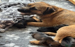 Border Terrier dogs for sale: BORDER TERRIER PUPPIES FOR SALE - Image 6