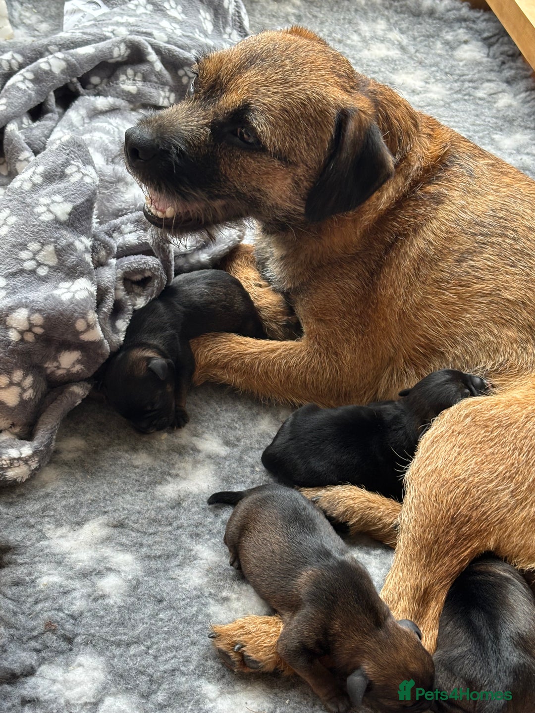Border Terrier dogs for sale: BORDER TERRIER PUPPIES FOR SALE - Image 6