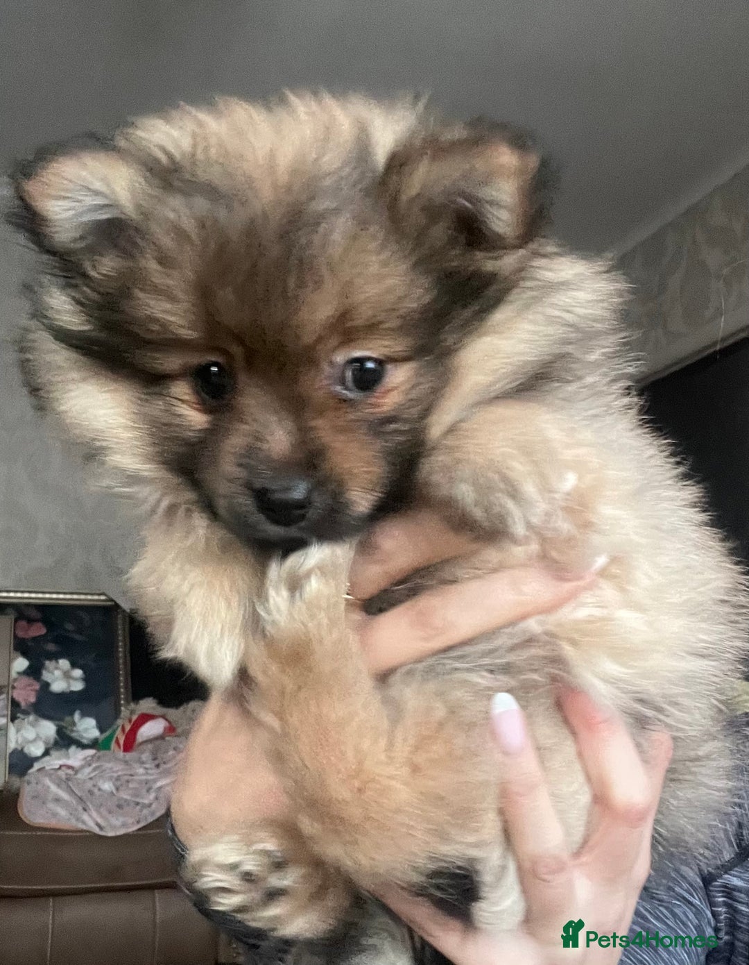 Pomeranian dogs for sale: ⭐️ 2x Pomeranian Boys ⭐  - Advert 2