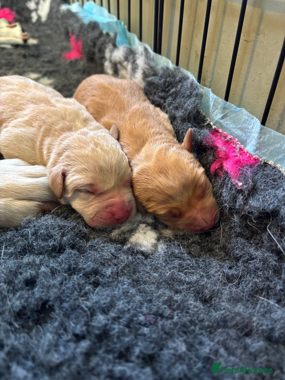 Labrador Retriever dogs for sale: Beautiful Labrador puppies - Image 1