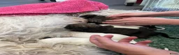 Lurcher dogs for sale: New home needed for Ruba - Advert 6