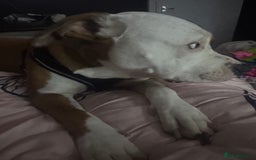 Mixed Breed dogs for sale: Beautiful 2yr Old Staffy Cross Girl - Image 5