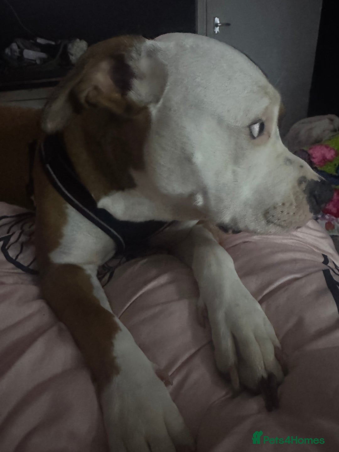 Mixed Breed dogs for sale: Beautiful 2yr Old Staffy Cross Girl - Image 5