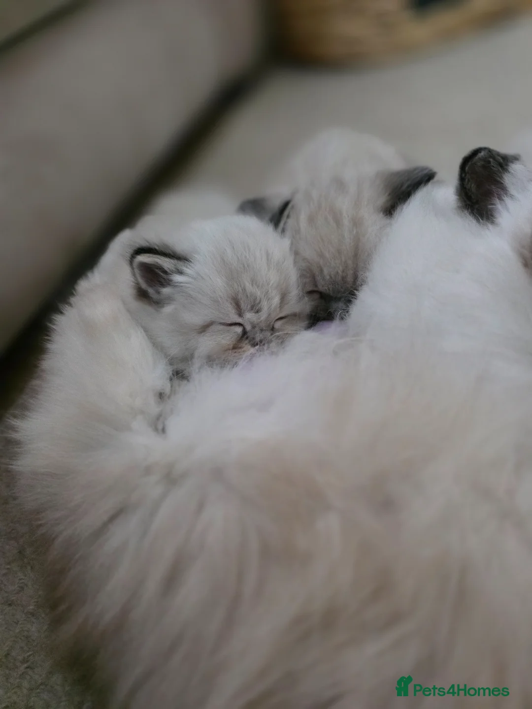 Mixed Breed cats for sale: Gorgeous Ragdoll cross British Short Hair - Advert 10