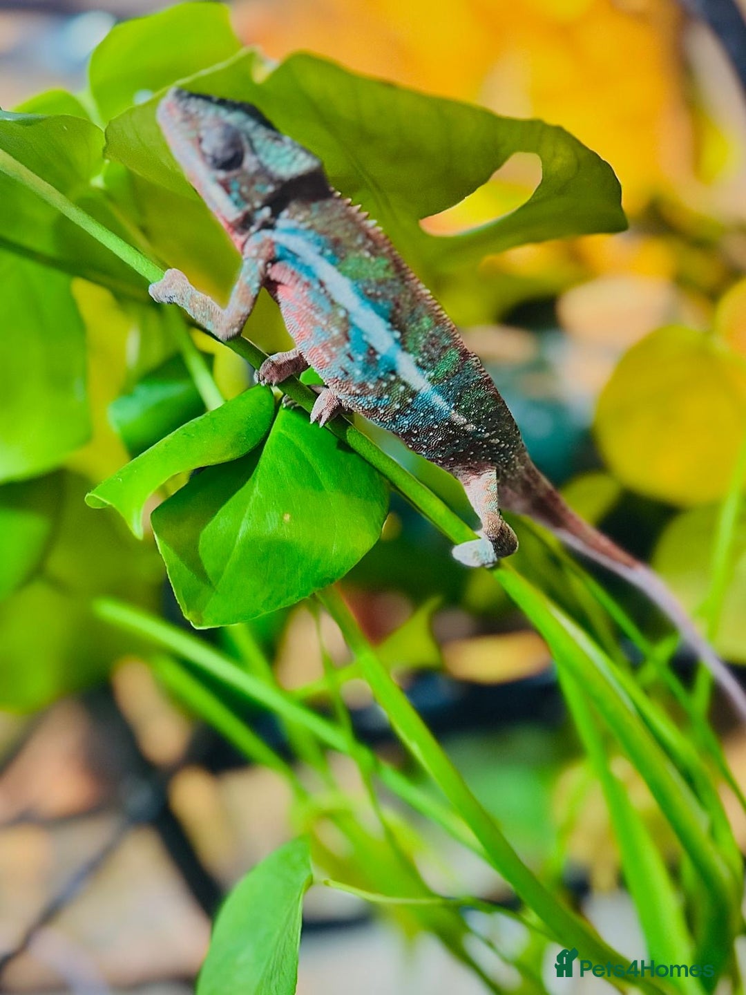 Chameleon reptiles for sale: Chameleons  - Advert 17