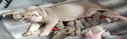 English Bulldog dogs for sale: Rare opportunity- grandpups of Burleybullz Nemesis - Advert 1
