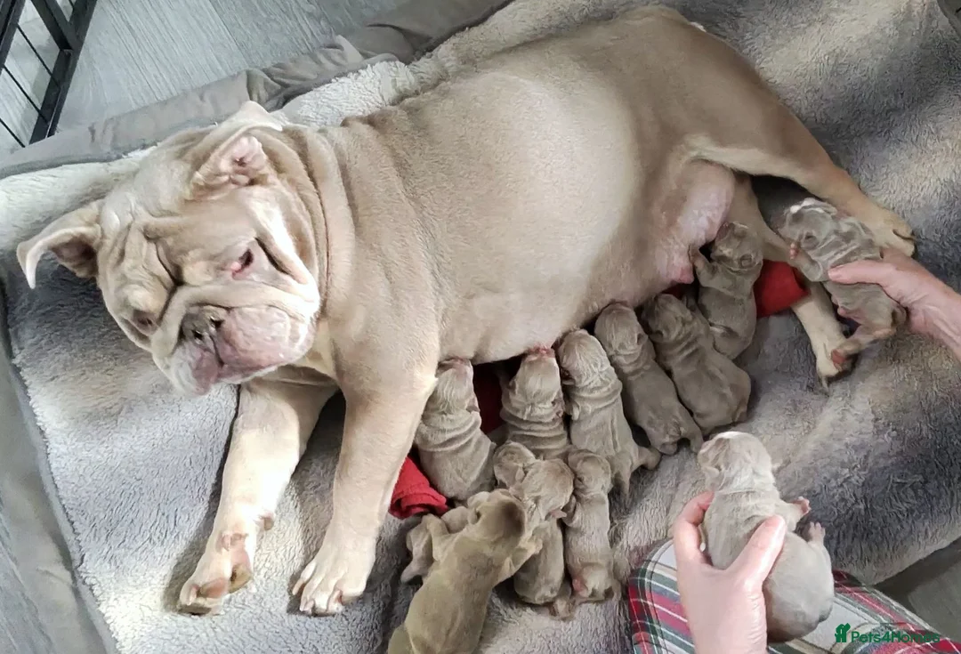 English Bulldog dogs for sale: Rare opportunity- grandpups of Burleybullz Nemesis - Advert 1