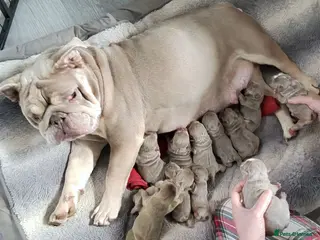 English Bulldog dogs Rare opportunity- grandpups of Burleybullz Nemesis - Advert 10