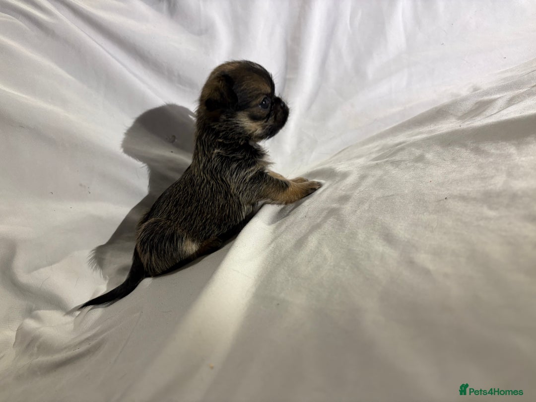 Griffon Bruxellois dogs for sale: Brussels griffons  - Advert 4