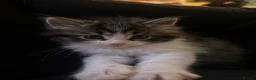 Mixed Breed cats for sale: Ready now! Fluffy little boy kitten  - Advert 5