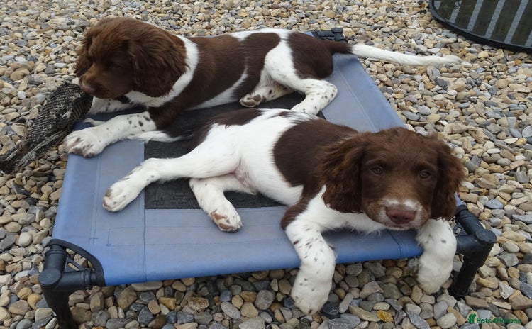 English Springer Spaniel dogs - Advert 2